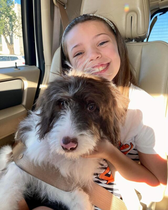 Everyone meet Liam! Enjoying his new life with his family. He’s a Grace x Uncle Jack #bordoodle . 
.
.
.
#lostcreekgrace #lostcreekbordoodles #bordoodlesofinstagram #borderdoodle #bordoodlepuppy