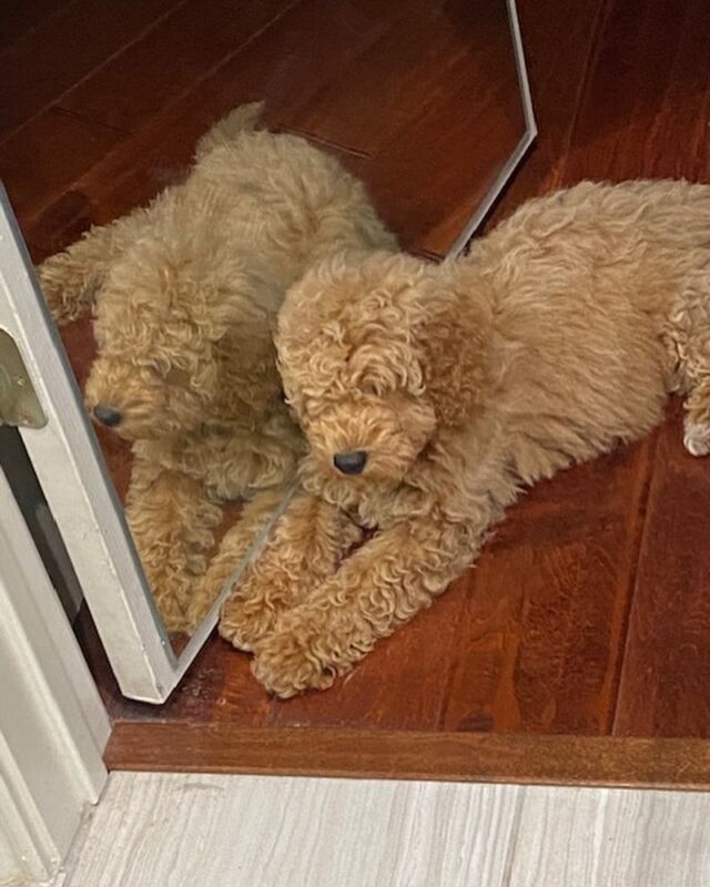 This is Reuben! He’s a Fay x Brandon #minigoldendoodle and his momma says he’s doing great! In the second photo, he’s learning to swim…being taught by his new family member Honey, who is a Bonnie x George Grimes Standard Goldendoodle! #minigoldendoodlesofinstagram #lostcreekfay #lostcreekgoldendoodles