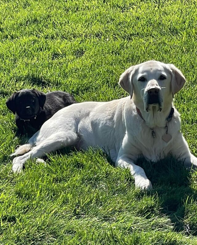 Everyone meet Oakley, the black AKC English Lab puppy that went home to be with her family in September! She lives in #montana and has a new big sister…Molly! Oakley is a Remedy x Edward puppy. Her momma, Remedy, will be having a litter of yellow & fox-red Labs next year! Message us for info! #lab #englishlabpuppy #lostcreekremedy #lcklabs #englishlabrador #labradorretriever #labradorretrieverpuppy