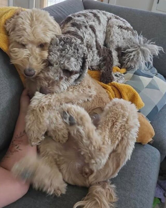 Nova and Luma! Nova is a Maple x George Grimes F1 Goldendoodle and Luma is a Tequila x Merle Haggard F1b Labradoodle. Their momma says they’re best friends…truly ying and yang! 😊 #lostcreekgoldendoodles #lostcreeklabradoodles #lostcreektequila #labradoodle #labradoodlesofinstagram #goldendoodle