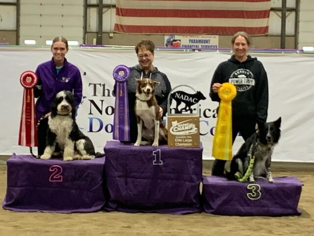 Maybe our best post of the year. PLEASE READ! 🤗 … Kaci and Franklin (Rosa x George Grimes #bordoodle) participated again this year in the North American Dog Agility Council’s National Championships. Out of hindreds of dogs, Franklin finished 2nd 🥈 this year! Kaci and Franklin are simply AMAZING and we’re so proud of their accomplishments! They have worked very hard to get here and I’m not sure who loves it the most, Franklin or Kaci!! The Finals were held over a 3 day period, with dogs and handlers running a number of heats. In the end, 20 dogs made it to the final round, all of which were purebred Border Collies, except for @franklin_the_bordoodle ! Truly impressive! @the.maktig Kaci - you’re an impressive person and we, and Franklin are lucky you chose us! Well done! (And by the way, Kaci has a 2nd Bordoodle puppy she’s now training in Colorado - Benjamin, a puppy from Dicey & Uncle Jack!)
.
.
.
#lostcreekbordoodles #bordoodlesofinstagram #bordoodles #nadac #dogagility #dogagilitytraining