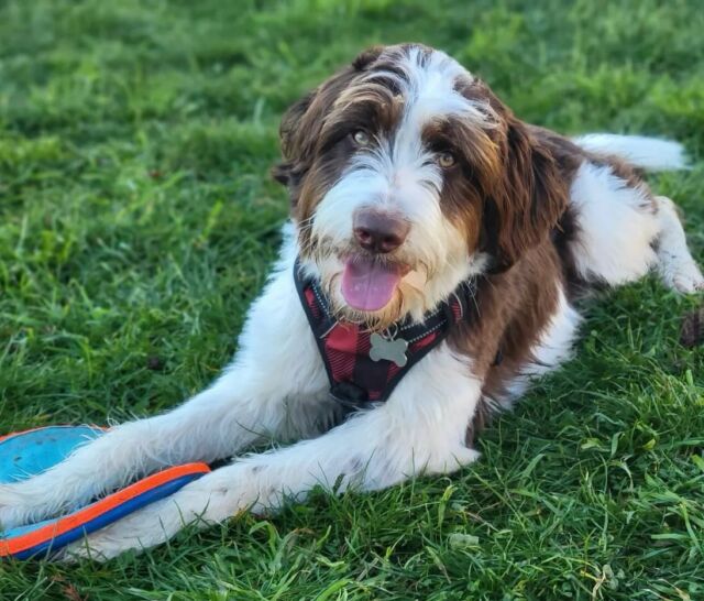 This is Billie! He’s a Rosa x George Grimes #bordoodle living in the San Francisco area. His family says he’s doing great, and even ran a 10k with dad. And he was the first dog to finish! Way to go Billie! #lostcreekbordoodles