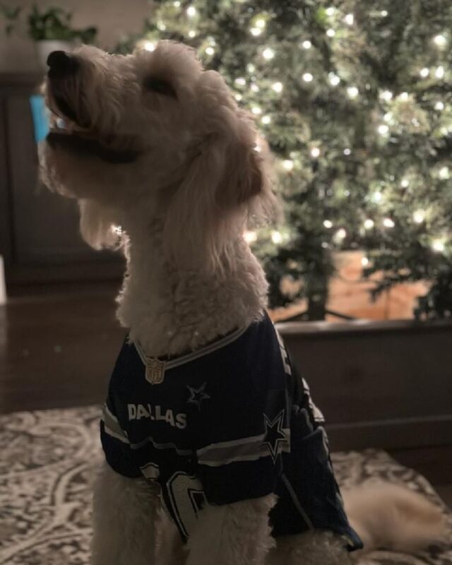 Izzy! She’s a true #dallascowboys fan! And also, yes, she’s wearing both #ut and #texastech gear! 🤪 But in fairness, she’s had sisters go to both schools! #lostcreekgoldendoodles #goldendoodle