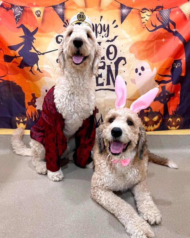 From the parents of Dirk and Beau: “The guys won  the costume contest at their school! Dirk went as Hugh Hefner and Beau was a playboy bunny 😂” Love this! We’ll bring back our Halloween costume contest next year, so be ready! #lostcreekgoldendoodles #lostcreekbernedoodles #hughheffner #playboybunnies #playboybunny #bestdogcostume #costumecontest #lostcreekcostumecontest
