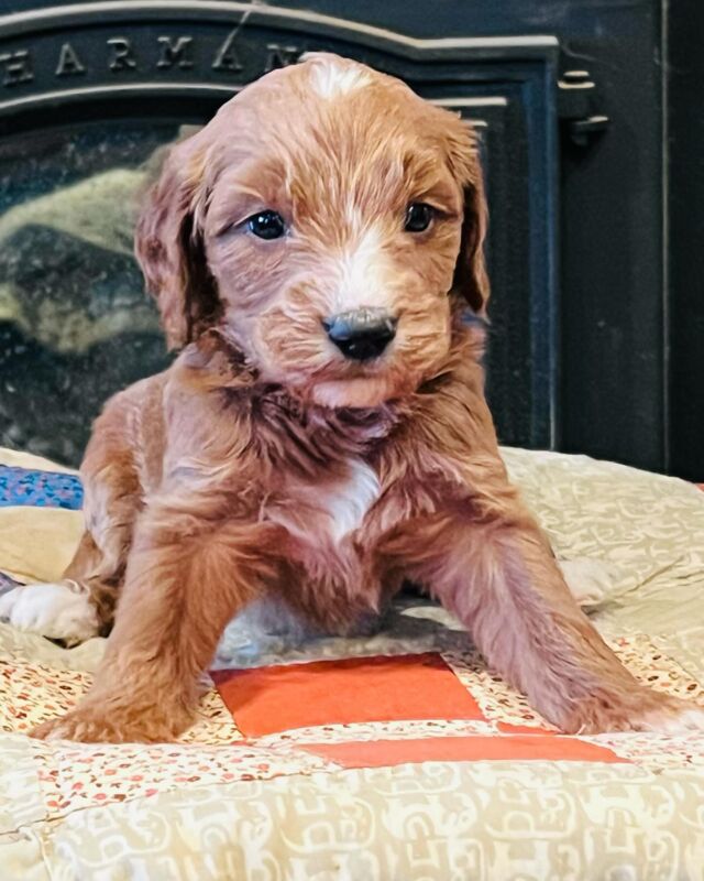 Only a few spots left! Medium, red F1 Goldendoodles, going home in 3 weeks. Message us! #lostcreekruby #lostcreekgoldendoodles