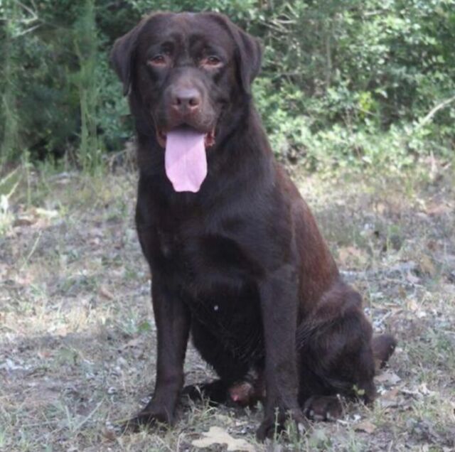Edward, the handsome chocolate #EnglishLab sire! He’ll be having puppies with Relentless (Lenti) early this year! #lostcreekedward #englishlabrador #lcklabs