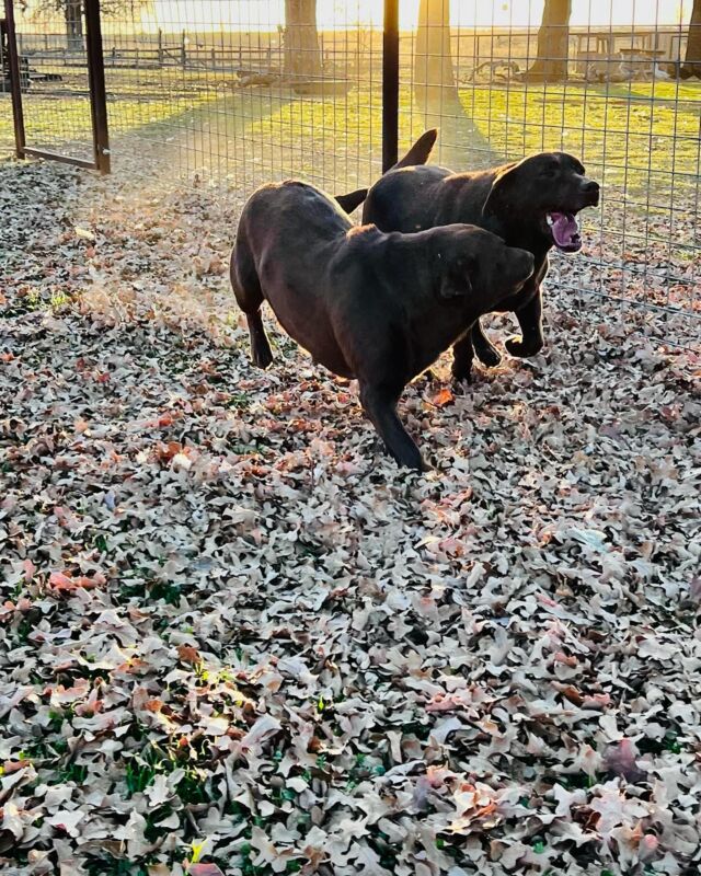 Lenti and Edward! Watch for their puppies early this year. #akclabs #chocolatelab #lostcreekrelentless #lostcreekedward #chocolatelabrador #englishlab #englishlabrador #lcklabs