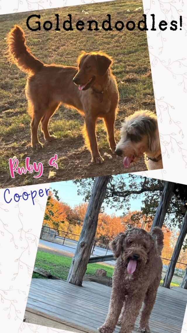 A video of all Ruby’s Goldendoodle puppies! Puppies go home in just a couple weeks! #lostcreekruby #lostcreekgoldendoodles