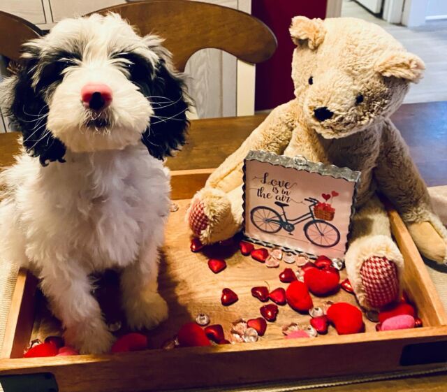 A Valentine’s Day note we got from Boone today! ➡️ “Boone says Happy Valentines Day! ❤️🍼🥰🐶🐾 We would CHEWS him any day!” … We miss you Boone! Have a great day with your family! #lostcreekmaggie #lostcreekamds #valentinespuppy