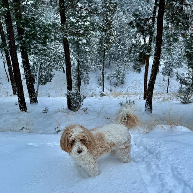 Hattie, F1b Goldendoodle and what appears to be her favorite time of the year! 😍 ❄️ #lostcreekgoldendoodles #lostcreeklottie