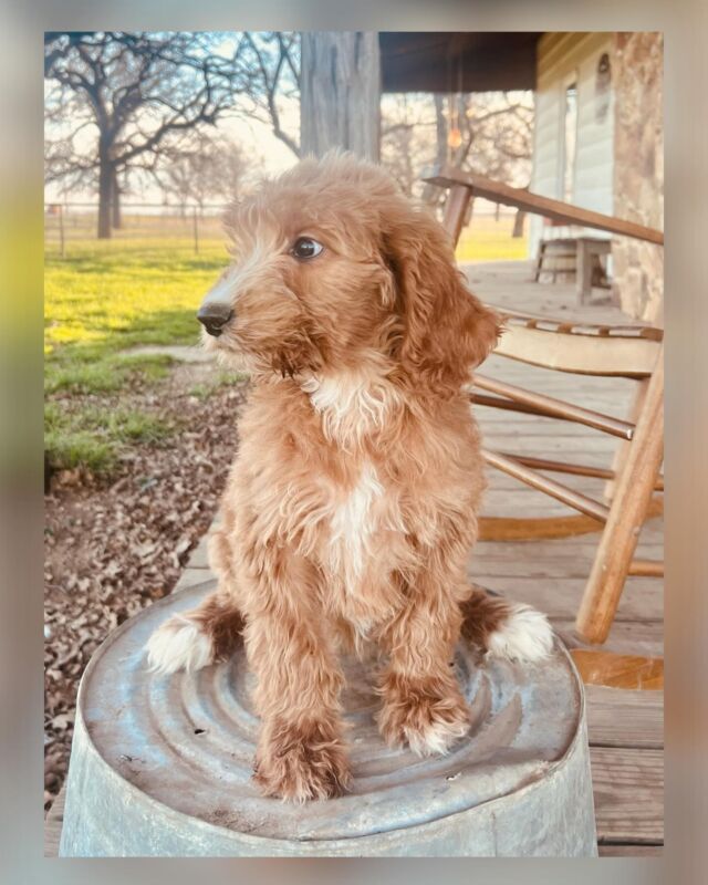 This sweet little girl meets her new family on Saturday! She has two little sisters who still need families. Message us! #lostcreekgoldendoodles #f1goldendoodle #goldendoodlepuppy #lostcreekruby