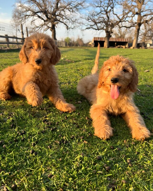 Two little girls available from Ruby’s litter with Cooper! They’re looking for fun, loving families who like to go for walks or play fetch or just snuggle! #goldendoodlepuppy #lostcreekruby #goldendoodlepuppies #goldendoodle #lostcreekgoldendoodles