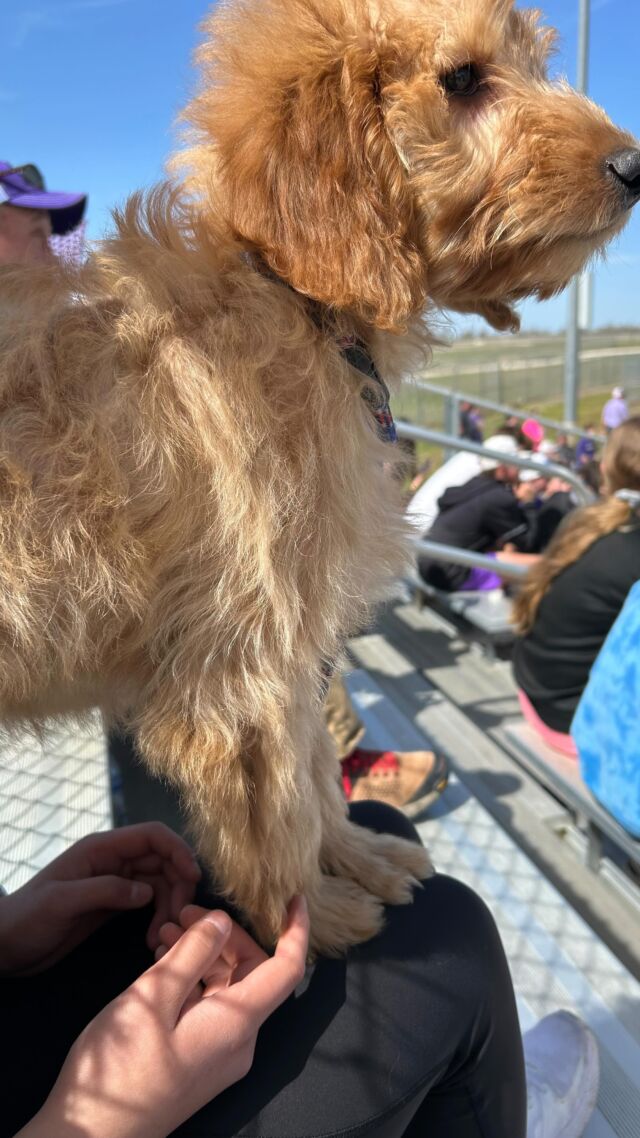 This little F1 Goldendoodle girl is still available! All her siblings have homes and she needs a family! The great news is we’ve continued socialization and some intro training! Here she is at the Jacksboro HS baseball game! #lostcreekruby #johnfogerty #jacksborotigers #jacksborobaseball #lostcreekgoldendoodles #jackcounty #jacksborotx #goldendoodles #goldendoodlesofinstagram #goldedoodlepuppy #centerfield