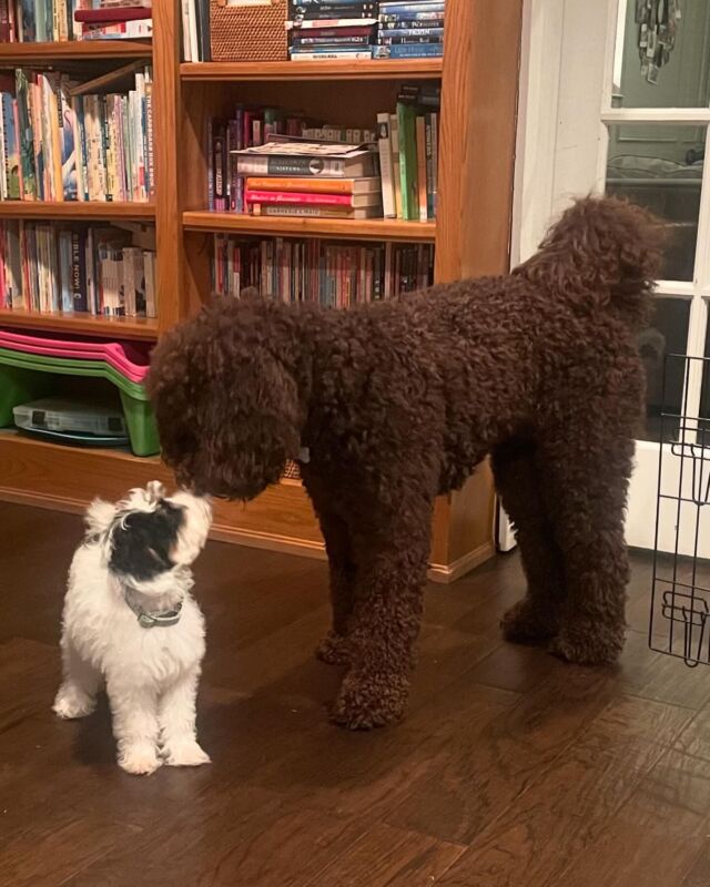 Little Finley went home yesterday to meet her new family! And guess what, she met her half-brother, Auggie! Finley is a mini-AMD (Maggie x Uncle Jack) and Auggie is an F1b Goldendoodle (Lottie x Uncle Jack). #lostcreekamds #lostcreekmaggie #lostcreeklottie #lostcreekgoldendoodles #australianmountaindoodle