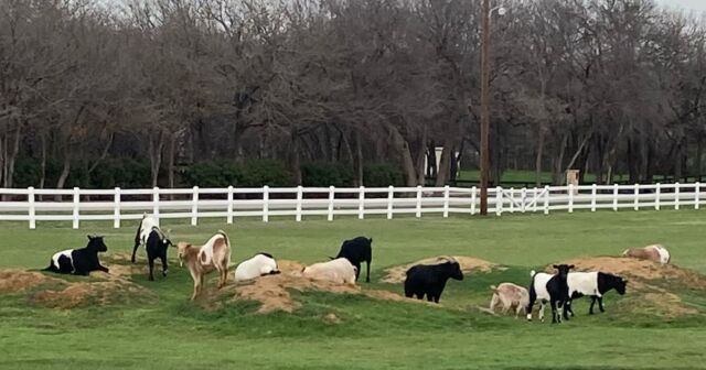 Some of our #faintinggoats living on their beautiful farm here in Texas! Stunning! (By the way, we have a few baby goats available if anyone is interested!) #myotonicgoats
