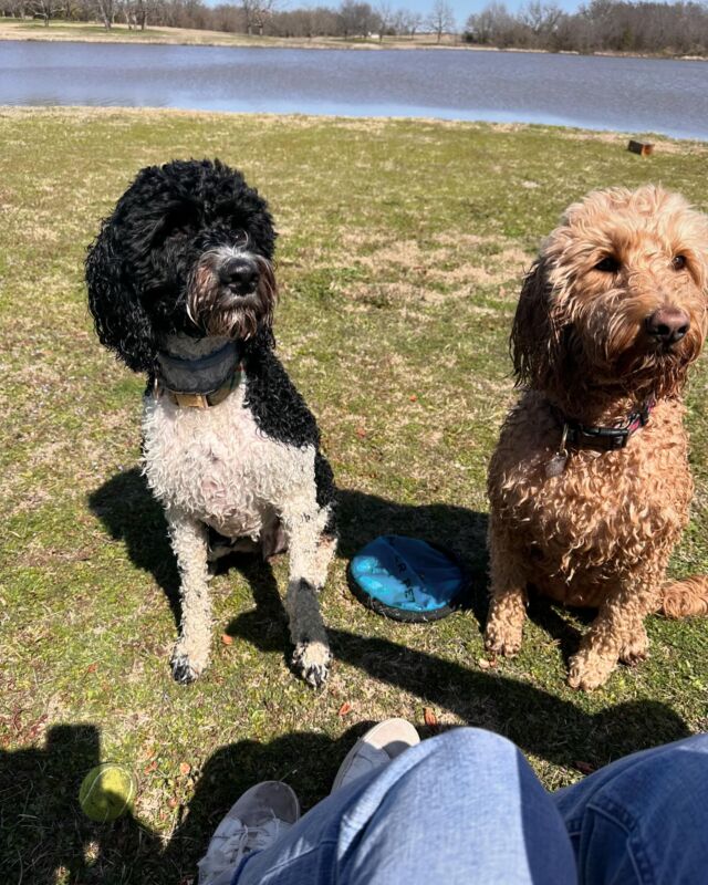 Mikey (Lottie x Uncle Jack F1b Goldendoodle) and Darla (Bonnie x George Grimes F1 Goldendoodle), living an amazing life! They both love to fetch, but fortunately, Darla is the frisbee girl and Mikey loves to fetch tennis balls! #lostcreekgoldendoodles #lostcreeklottie #lostcreekbonnie #goldendoodles #goldendoodlesofinstagram