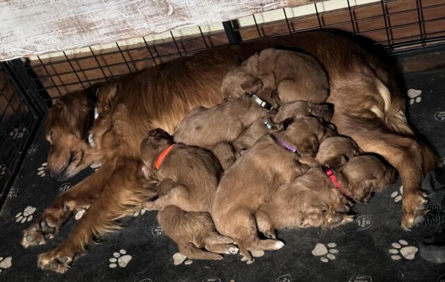 Sweet Bonnie and her pile of #goldendoodle puppies! We have some available! Beautiful reds, mediums sized dogs. #lostcreekbonnie #goldendoodpuppies #lostcreekgoldendoodles