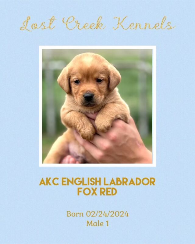 From time to time we offer our amazing AKC English Labs. Unbeatable lines, parents tested for health and genetics, these puppies will meet our standard of “stocky, blocky and calm”! Truly amazing dogs. If you’re a Lab lover and purist, message us. There are none better than these beautiful Fox Reds. Ready to go home this month! #lostcreekremedy #englishlabs #labradorretriever #labs #labpuppy #labpuppies #lcklabs #stockyblockyandcalm #akclabpuppies