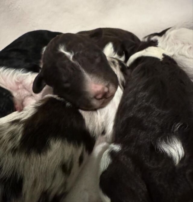 Stunning blue merle Border Collie, Patsy Cline and her #bordoodle puppies! We have 2 spots left for this litter! They’ll be ready to go home in early July. Message us! #lostcreekpatsy #lostcreekbordoodles #bordoodlepuppies