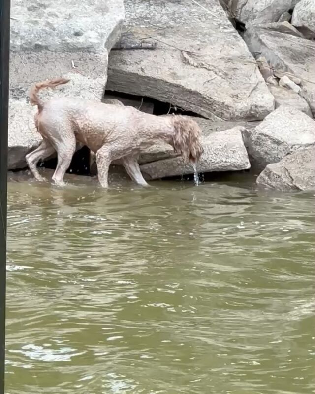 This is Remi the Goldendoodle. She loves water and loves the lake. She makes laps, diving off the dock, then climbing out using the rocks…over and over! Oh, she also likes to bark at the big fish! 🤣 And she just got a new little sister yesterday (Rubi, one of Fay’s mini-Goldendoodles!) Remi is a Bonnie X George Grimes puppy. She’s 4 years old. #lostcreekgoldendoodles #lostcreekbonnie #doglovestoswim