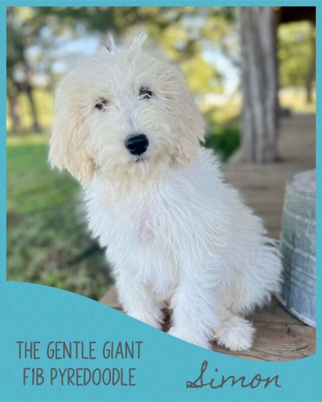 #pyredoodles ! We have puppies available, message us! #gentlegiant #pyredoodlesofinstagram #pyredoodle #lostcreeksuejolly #lostcreekpyredoodles