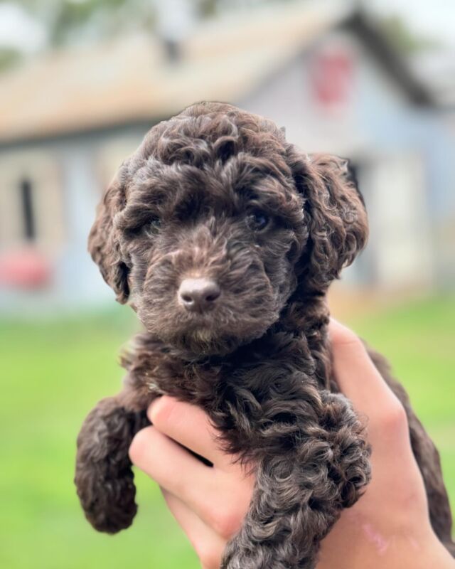 Tequila’s F1b English Labradoodles! They’ll be medium-sized dogs, terrific temperament (maybe the calmest litter we’ve ever had), they’re very smart and are great with kids. We have a few spots left for selection! Ready to go home in about a week. #lostcreeklabradoodles #englishlabradoodle #f1blabradoodle #labradoodlepuppy #labradoodlepuppies #lostcreektequila
