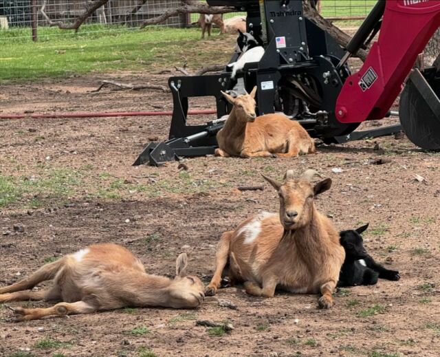 Shrimpy, one of our favorite goats, is the ever-loyal momma. The black/white kid is her newest baby. The goat laying next to her is from a past litter, and due to an accident, he has only 3 legs! But he gets around and does ok, and momma is always there to help! ❤️ #farmlife #faintinggoats #myotonicgoatsofinstagram #babygoats #lostcreekfarm