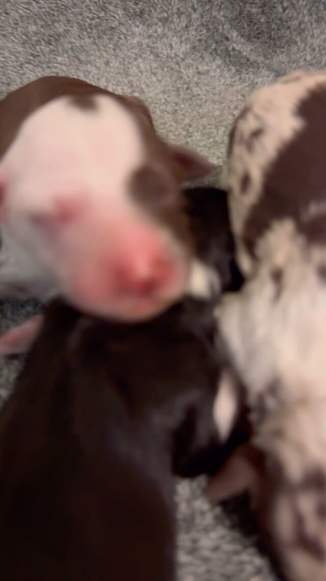 Patsy Cline, our blue merle Border Collie, had her puppies yesterday! Stunning puppies as always! Momma is doing well, and like all Border Collies, she’s efficient and her whelping area is neat! #lostcreekpatsy #lostcreekbordoodles #patsycline #ifalltopieces #bordoodles #bordoodlepuppies