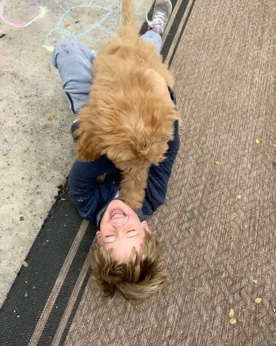 Dolly! She’s an F1b Goldendoodle from Lottie X Cooper living down in San Antonio. Her momma says Dolly is a huge part of their world! We’re so happy y’all love her Renee! @renee.g.amaro #lostcreeklottie #lostcreekgoldendoodles #f1bgoldendoodle #goldendoodlepuppy #goldendoodle #hottietoddy #olemiss
