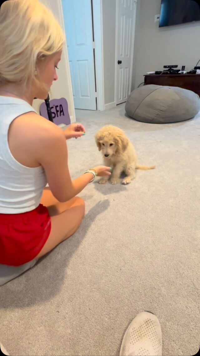 One more of Moose. He’s only 11 weeks old! His momma is a natural trainer! #lostcreekgoldendoodles #f1bgoldendoodle #puppytricks #puppytraining #lostcreektammy #goldendoodlepuppy