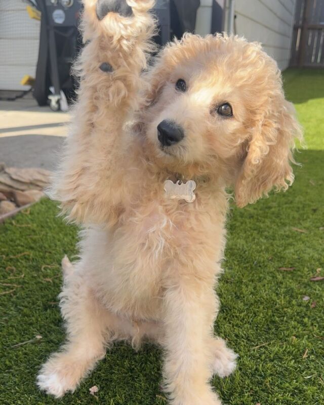 Moose! He’s an F1b Goldendoodle living down in Houston! What a sweetheart! #lostcreekgoldendoodles #f1bgoldendoodle #lostcreektammy #goldendoodlelove #goldendoodle