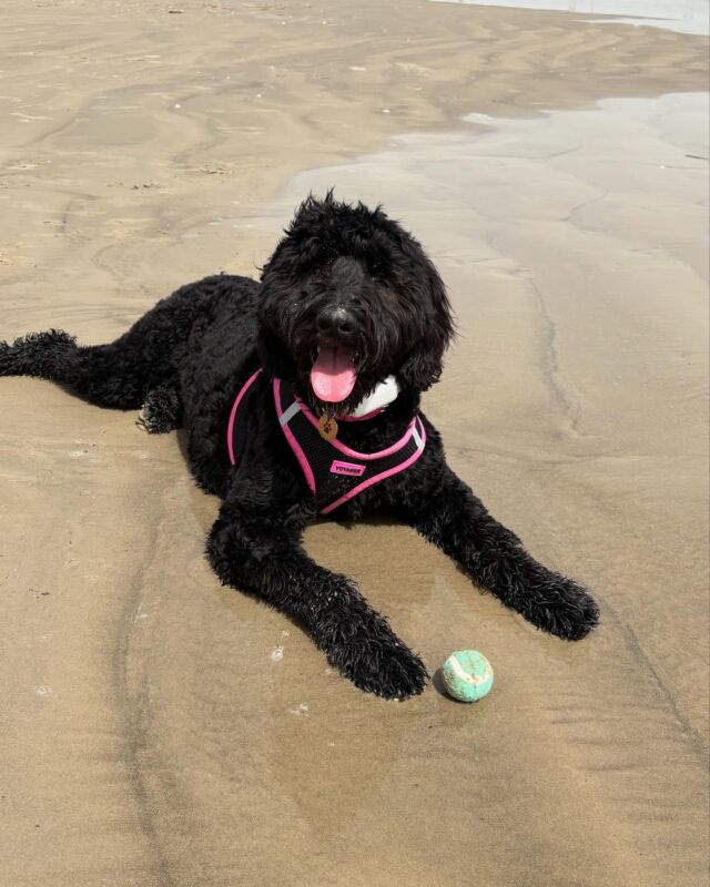 Aubrey update! This is what her momma said… “I have to tell you we LOVE our girl Aubrey so much! We have recently gotten so many compliments on how well behaved and beautiful she is! I am constantly recommending you guys!  She took her first trip to the beach this past week and loved it!!!” #lostcreekgoldendoodles  #f1goldendoodle #blackgoldendoodle #goldendoodlelove #beachdog