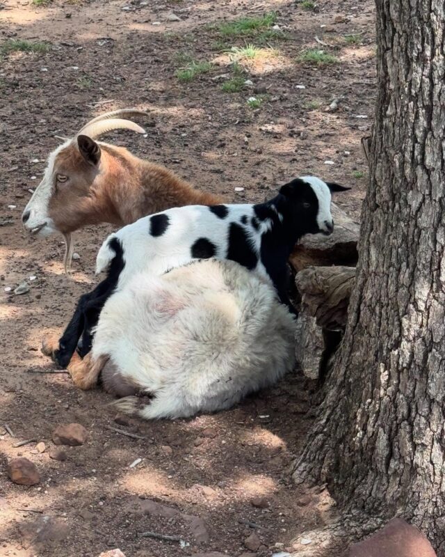 Let’s just stop for a rest on top of momma. 🤣 #babygoat #myotonicgoat #faintinggoats #farmlife