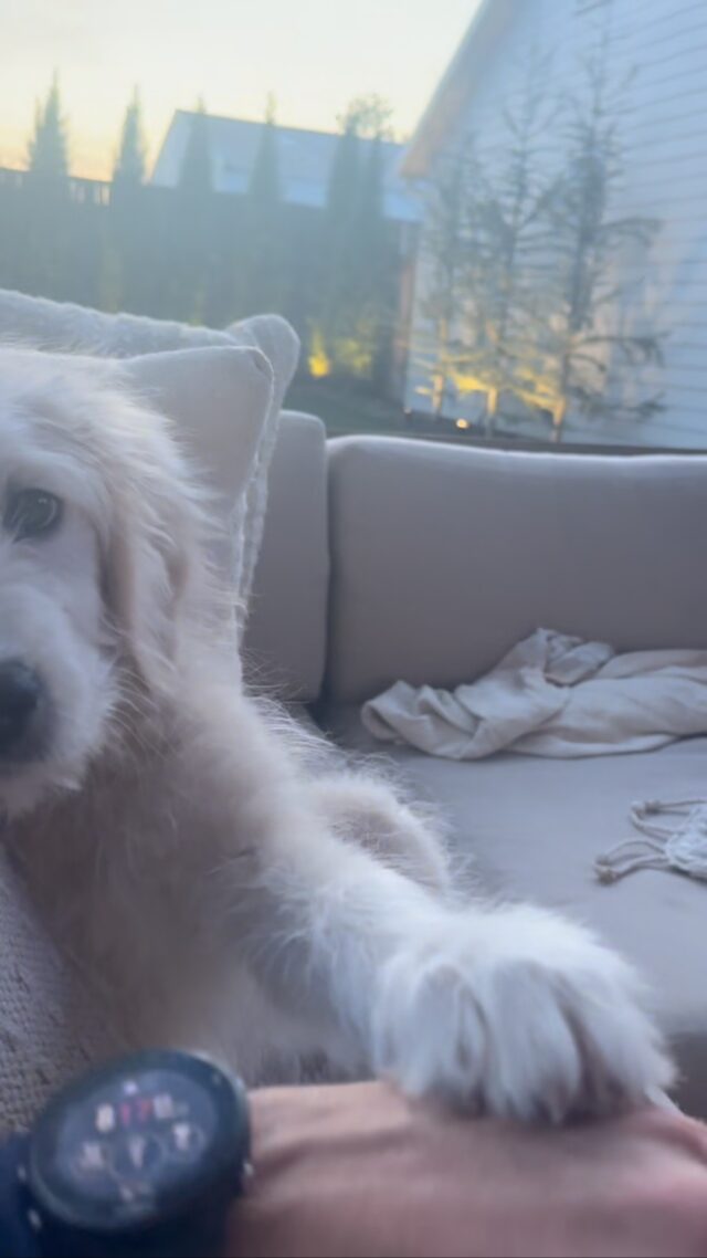 Jax! Great to see you! He’s a Dorothy X George Grimes F1 #englishcreamgoldendoodle . #lostcreekdorothy #lostcreekgoldendoodles #goldendoodle #f1goldendoodle