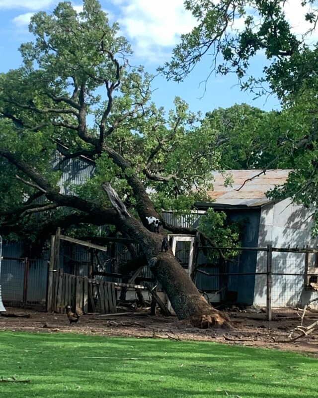 Tornado last weekend got us a little. But as you can see, the baby goats make anything a playground! #farmlife #tornado #babygoats #babygoatsofinstagram #faintinggoats