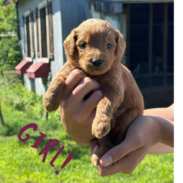 Medium F1 Goldendoodles! Message us! #goldendoodlepuppies #lostcreekgoldendoodles #f1goldendoodle #goldendoodlesofinstagram❤️🐶🐾