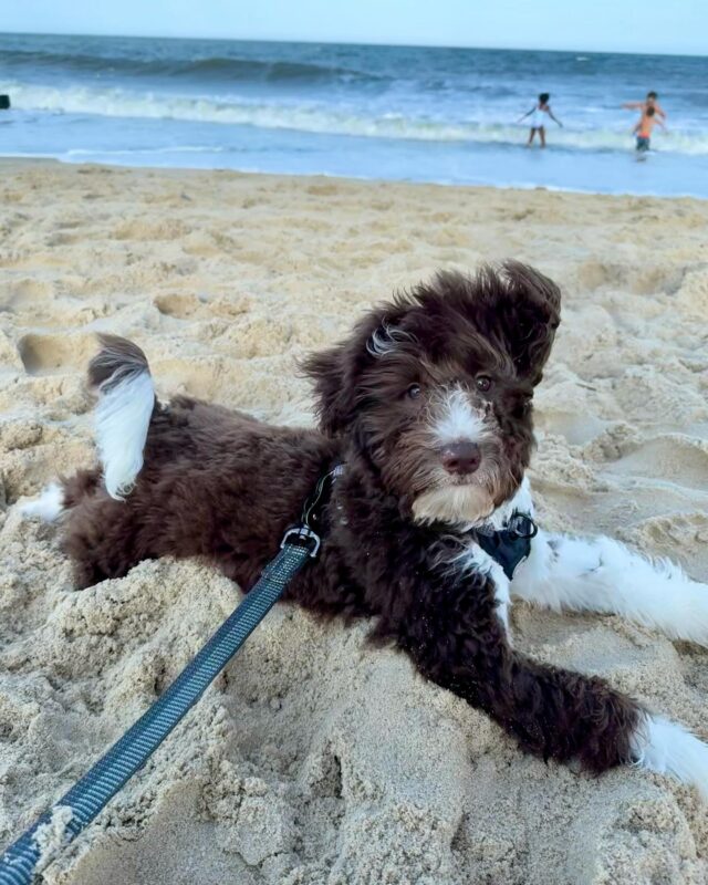 Meet handsome Quaid! His momma gave us a few pictures of him…from his flight to his new home in Delaware, to his first trip to the beach! Looks like he’s another lucky #Lostcreekpuppy who was blessed with an amazing family! (Btw, for those who know, his momma says he’s sometimes Dennis…but sometimes Randy! 🤣) He’s a Patsy X Uncle Jack F1 Bordoodle. #lostcreekbordoodles #delawaredogs #bordoodlesofinstagram #lostcreekpatsy