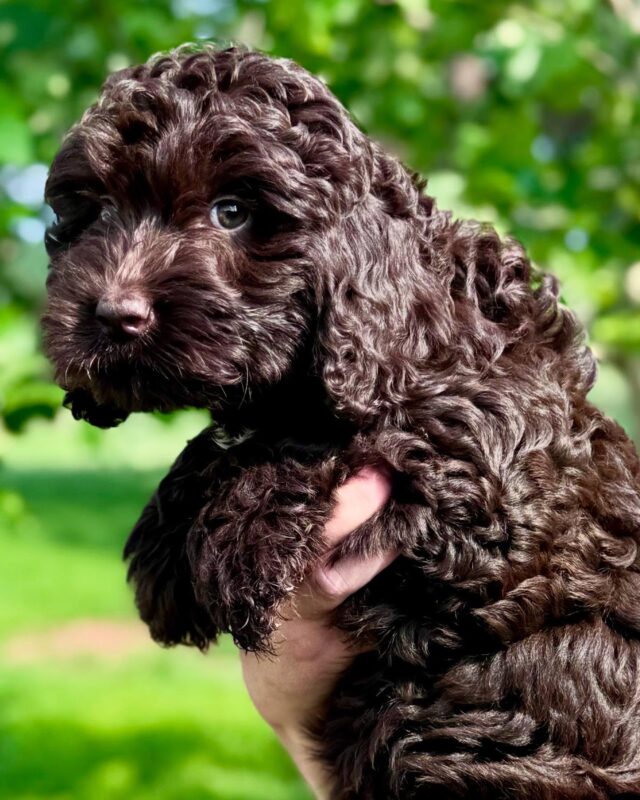Chocolate and fox-red F1 English Labradoodles! #lostcreeklabradoodles #englishlabradoodles #labradoodle #labradoodles #labradoodlepuppies