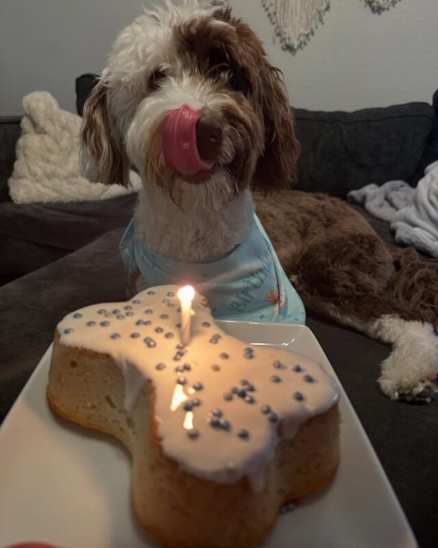 Wax, the F1 Bordoodle from Patsy X Uncle Jack on his birthday! What a day he had! This is what his momma says: “Hi there! Just wanted to send some pictures from our day celebrating Wax’s first birthday yesterday!! We took him on 2 long walks, a private gym at agility, to the store to pick out a toy (or 2), and ended the day with a birthday cake!

We love our boy, he is fun and silly and crazy and brings us so much joy!” #lostcreekpatsy #lostcreekbordoodles #birthdaydoodle #birthdaydog #bordoodle #bordoodlesofinstagram