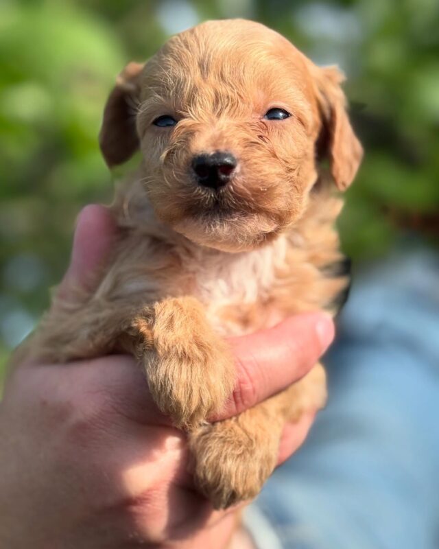 Mini-Goldendoodles! Message us! #lostcreekminigoldendoodles #lostcreekgoldendoodles #minigoldendoodlepuppy #minigoldendoodles #littledoodles #minidoodlesofinstagram