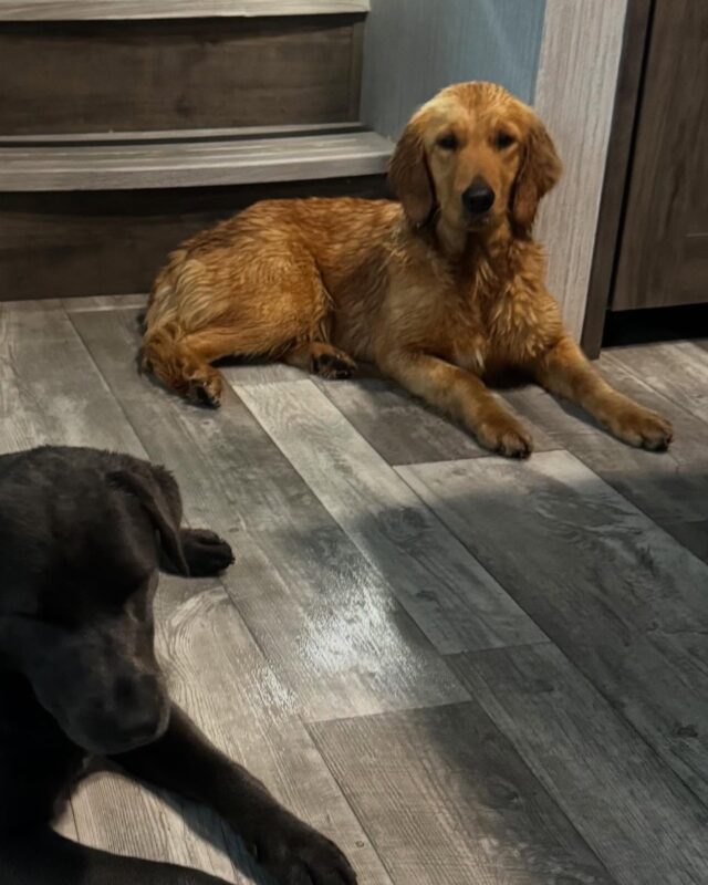 Sally! She’s a new momma and is a wonderful Golden Retriever! Super smart and perfect temperament. 
#lostcreeksally