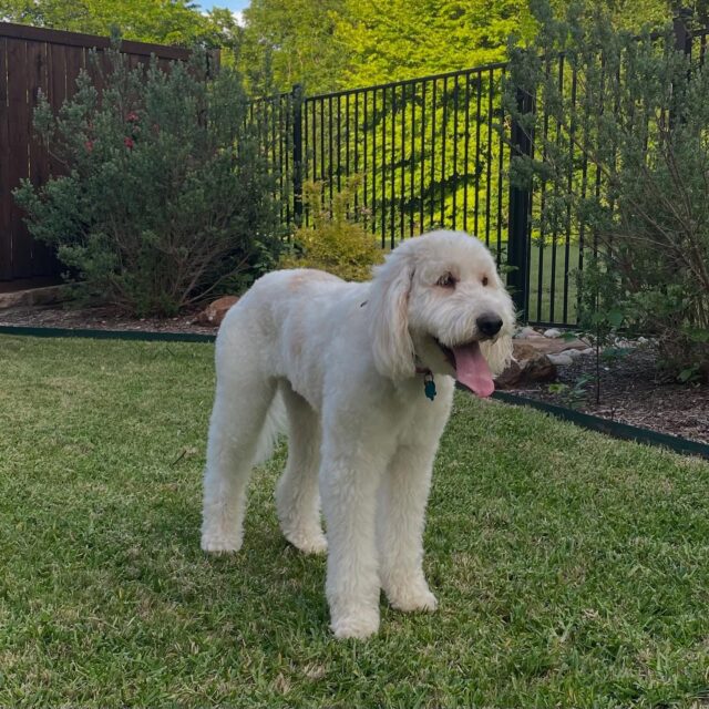 Peko! She’s an F1 Pyredoodle from Minty and George Grimes. She’s 4 years old now and enjoying her wonderful life! #lostcreekdoodles #pyredoodlesofinstagram #pyredoodlesofinstagram #gentlegiant