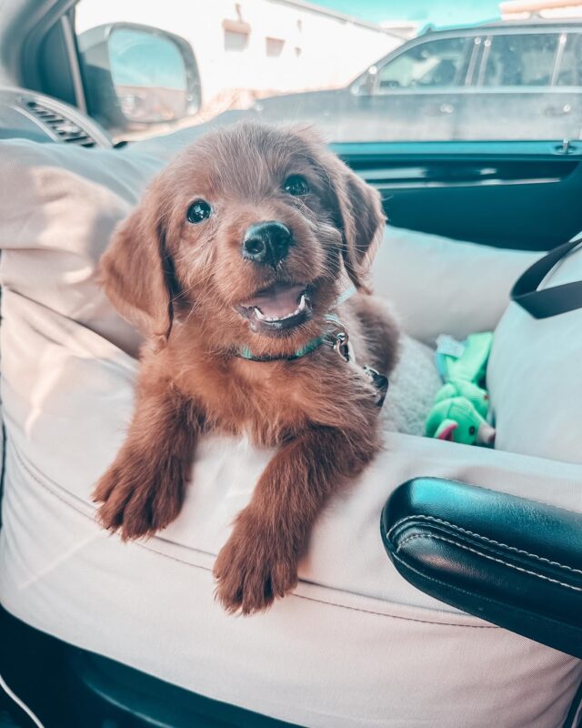 Take a look at this little guy! This is what his momma says about him - “Here’s a puppy update!! We named him Max. (We also call him buddy boy, and Maxie Burger😂). He fits in so well and we all love him so much! He already knows how to sit, lay, roll over, go potty and go to his place! He has the sweetest personality!“ We love love love this! ❤️ Maxie Burger is an F1 English Labradoodle from Belle X Cooper! Contact us!! #lostcreekbelle #labradoodle #lostcreeklabradoodles #englishlabradoodle #labradoodlesofinstagram