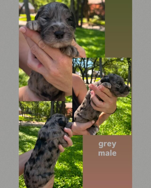 Guess what???? Golden-Pyredoodles! This is an uncommon but amazing Doodle breed. Momma is an F1 Goldendoodle (daughter of two of our best parents, #Lostcreekbonnie and George Grimes) and the sire is an amazing F1b Pyredoodle (son of #Lostcreeksuejolly and Merle Haggard.) These will be big - true gentle giants thanks to the Pyrenees blood…but also smart, loving, trainable, from the Golden and Poodle genes. Message us if you’d like more info!