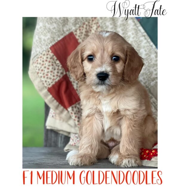 F1 Goldendoodles! #lostcreeksally #lostcreekgoldendoodles #goldendoodles #goldendoodlesofinsta #f1goldendoodlepuppy