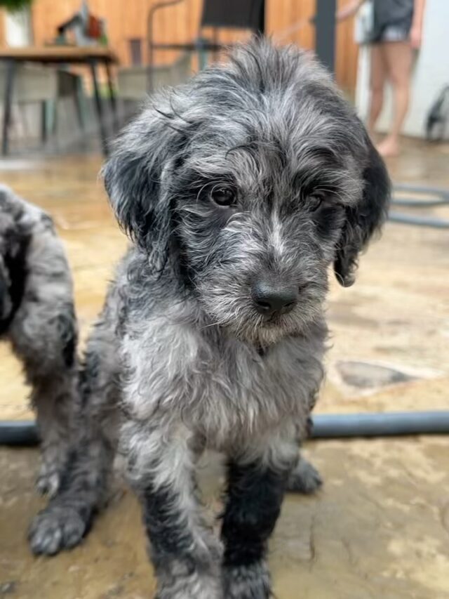 Irresistible! Perhaps the gentlest of the Doodles, Golden-Pyredoodles! #goldenpyredoodle #goldenpyredoodlesofinstagram #bigdoodles #lifeisbetterwithadoodle #perfectfamilymembers