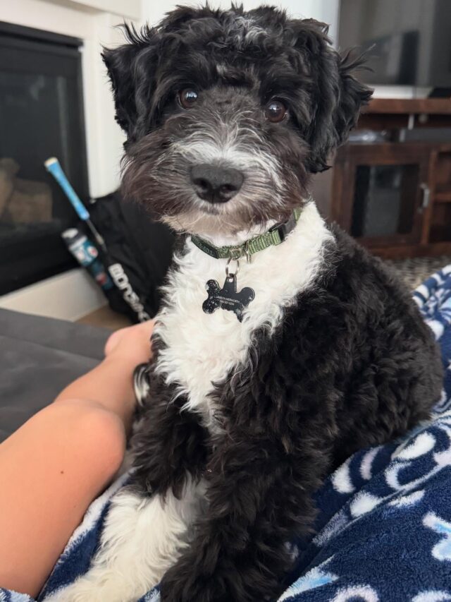 This is Ms. Annie-Belle! She’s a mini-Aussiedoodle living here in Texas. Here’s what her momma said about her: “Annie-Belle is living her best life and she is doing so well. She is the sweetest little dog. She loves to play chase and when Lanham plays baseball in the back yard she “runs the pretend bases” with him. She has gone on car rides, to baseball games and loves to go on a walk. She sleeps with Lawson every night. She’s growing and developing well, had her first “spa day” grooming appt was this week…” 🥰 #lostcreekvirgie #lostcreekminiaussiedoodles #miniaussiedoodle #miniaussiedoodlesofinstagram #lifeisbetterwithadoodle