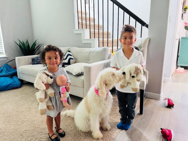 Pancake, the F1b Goldendoodle was the last to go home, but she got an incredible family! Lucky girl!!! #lostcreekgoldendoodles #f1bgoldendoodle #standarddoodle #lifeisbetterwithadoodle #doodlelife #familydog #lostcreektammy #lcktammy