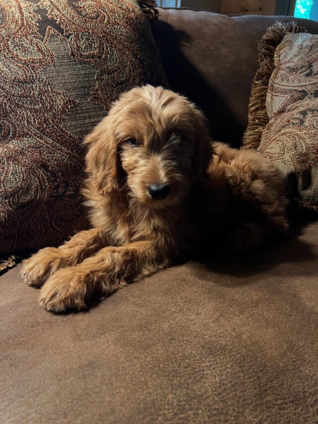Ruby Rose (they call her Rosie!) went home to her wonderful family this past week. What a pretty girl, and so very sweet. (The second image, she’s very nervous! But you can see she’s settled right in! 🥰) #lostcreekgoldendoodles #f1goldendoodle #lostcreeksally #goldendoodle #goldendoodlelife #goldendoodlelove #lifeisbetterwithadoodle