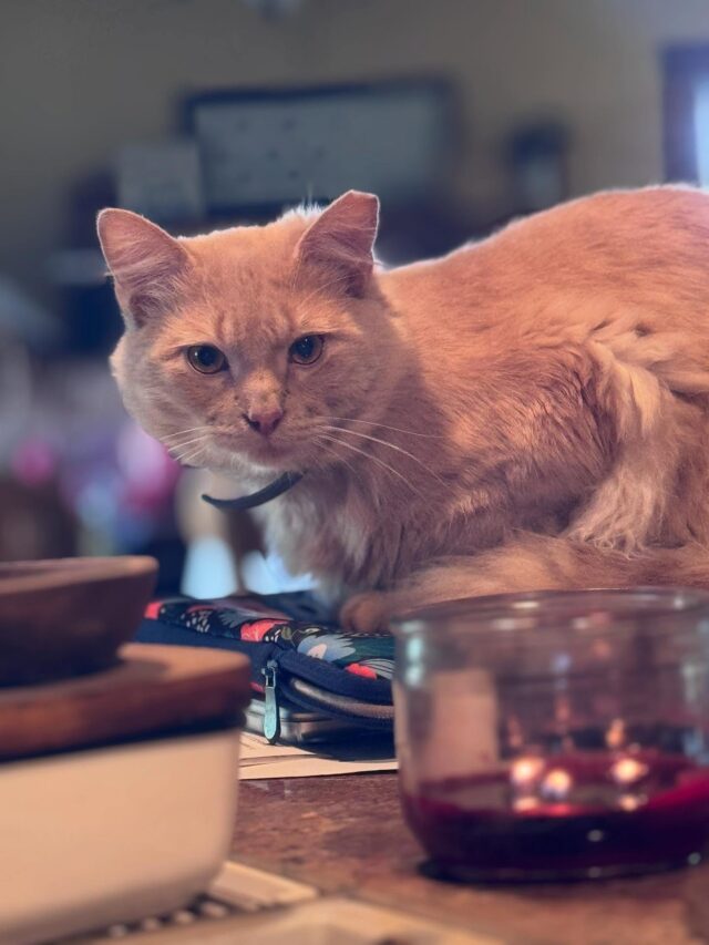 Javier Kee Kee. #spoiledcat